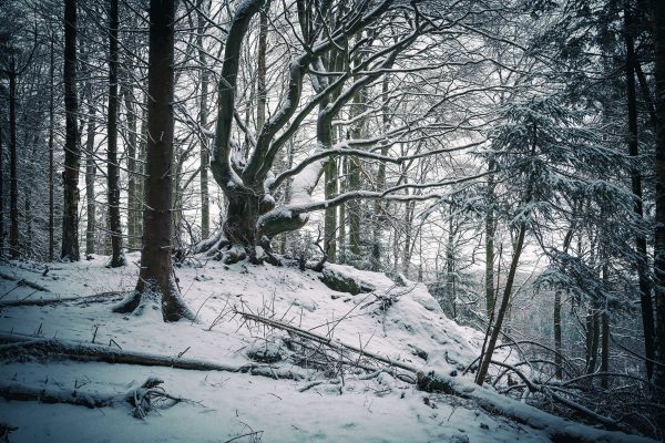 Wald mit Schnee bedeckt, Glasbild Schn?ppchen – Bild 5