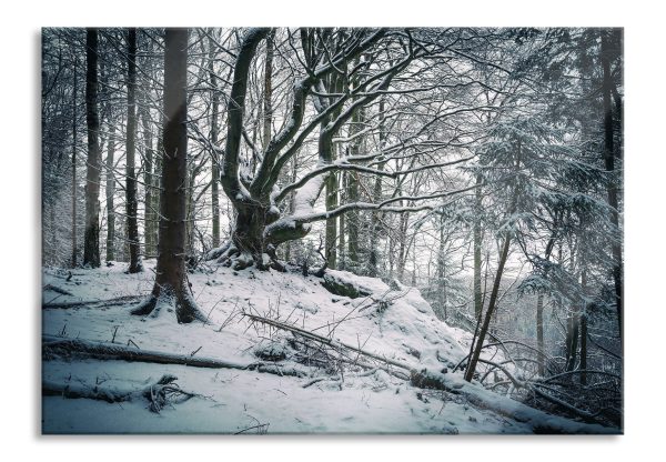 Wald mit Schnee bedeckt, Glasbild Schn?ppchen