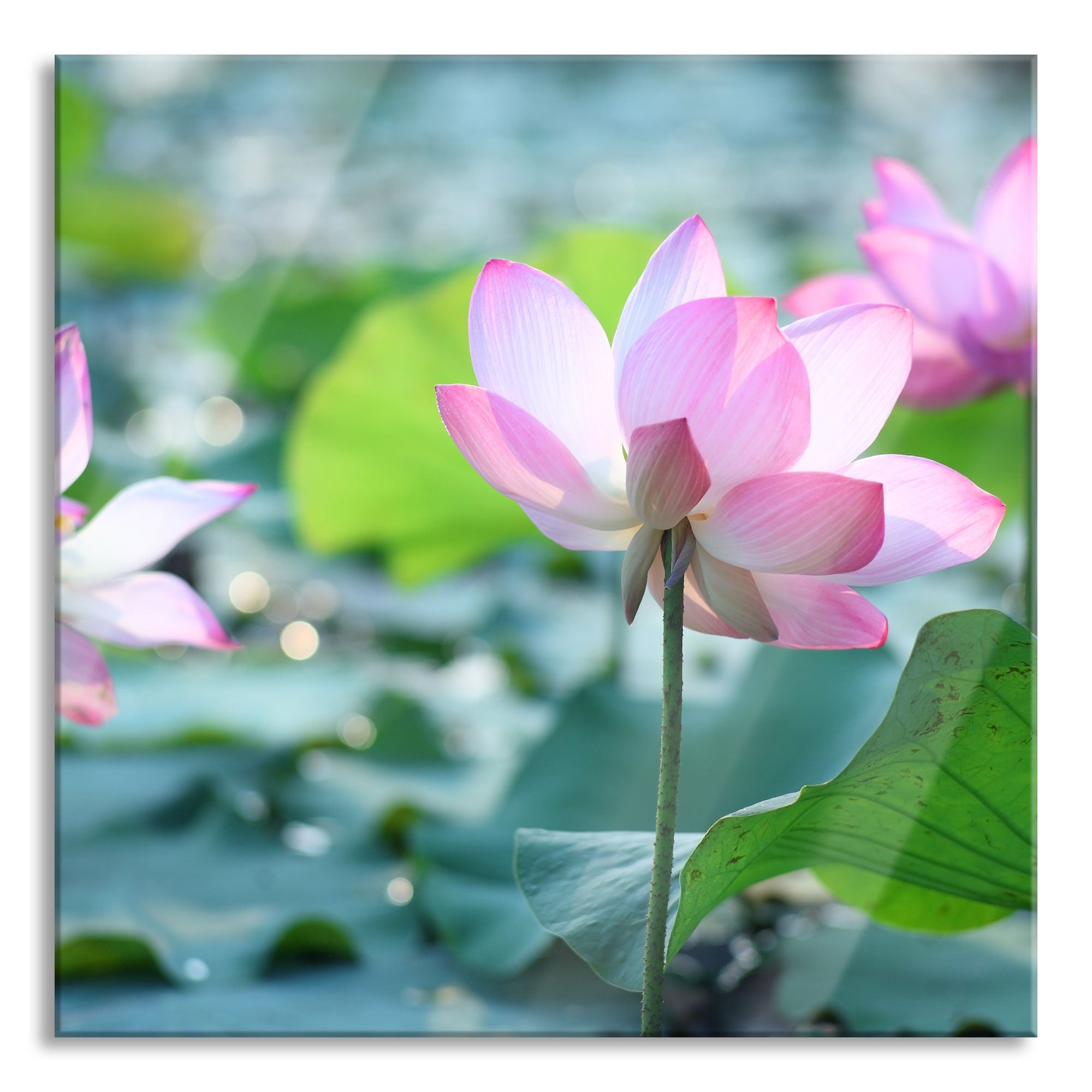 rosa Lotusblüte im Teich, Glasbild Quadratisch Rabatt