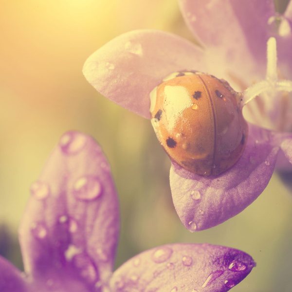 Marienkäfer auf Blüte, Glasbild Quadratisch Angebot – Bild 5