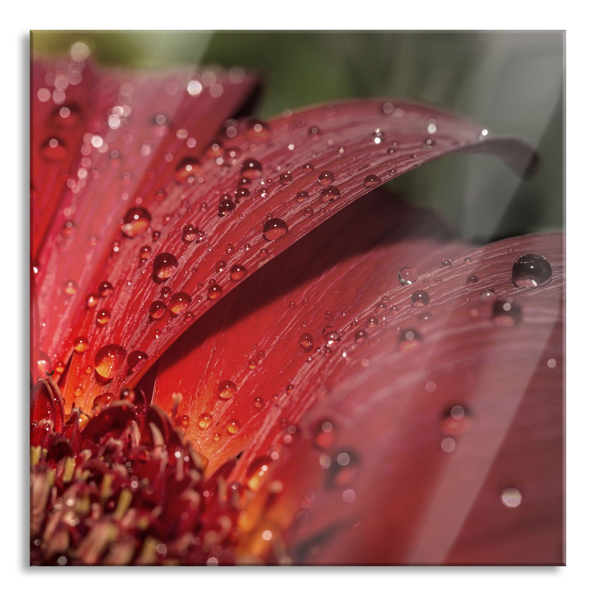 Gerbera Blüte, Glasbild Quadratisch Angebot