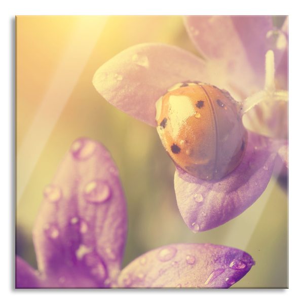Marienkäfer auf Blüte, Glasbild Quadratisch Angebot