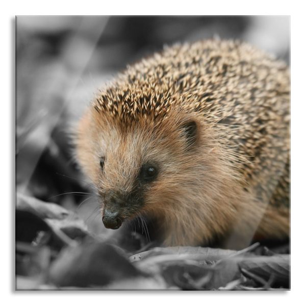 süßer Igel im Laub, Glasbild Quadratisch Angebot