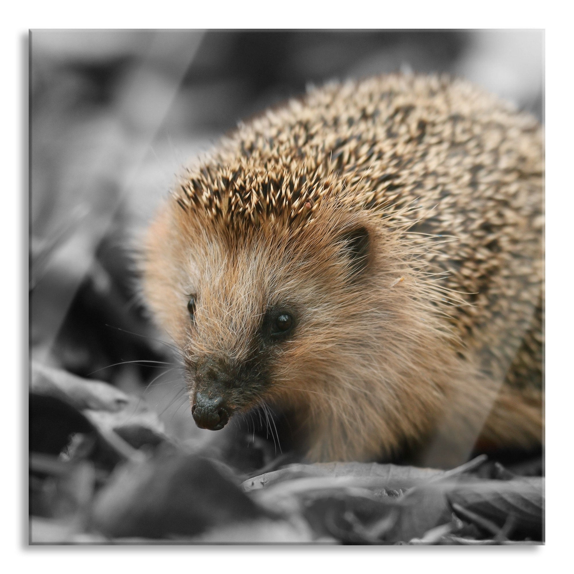 süßer Igel im Laub, Glasbild Quadratisch Angebot